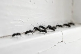 Petites bêtes noires sur une plinthe blanche après des travaux de rénovation dans une cuisine